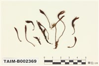 藏品(小金髮苔屬)的圖片